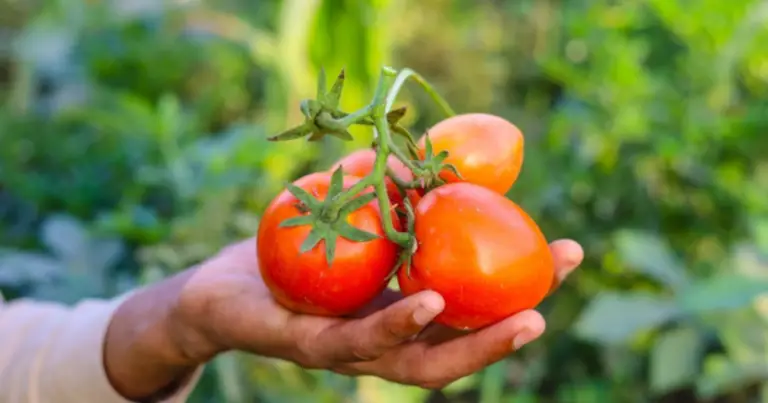 Cómo cultivar tomates en casa y disfrutar de una cosecha abundante todo el año