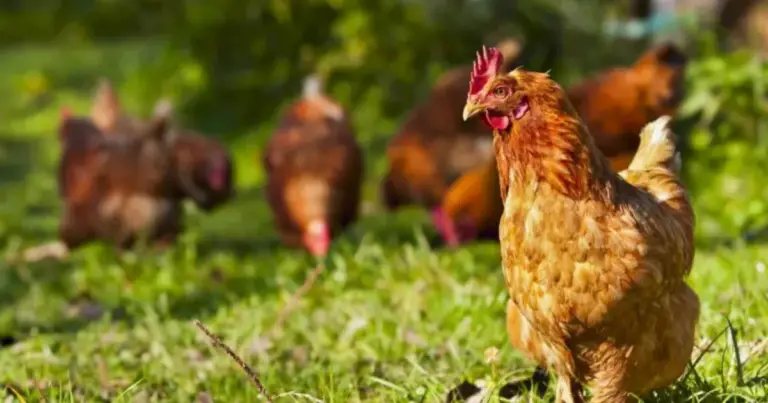 Errores comunes en la distribución del gallinero y cómo evitarlos para reducir el estrés en las gallinas