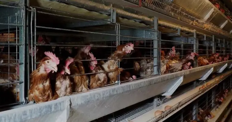 Gallinero moderno y sostenible: diseño, bienestar animal y producción responsable