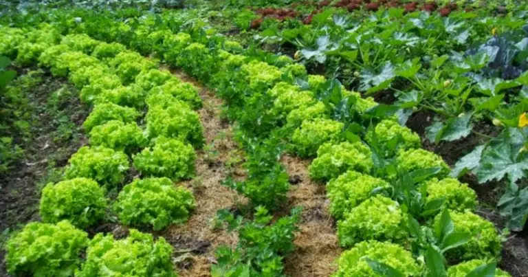 Asociación de cultivos: qué vegetales crecen mejor juntos y cómo mejorar tu huerto de forma natural