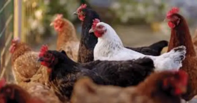 Camas de pasto para gallinas: alimentación natural, bienestar y aprovechamiento del espacio