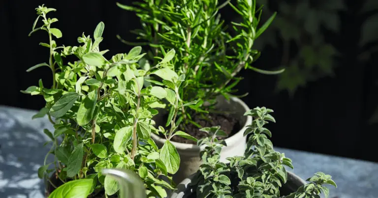 Cómo podar hierbas aromáticas para obtener cosechas más abundantes durante todo el año