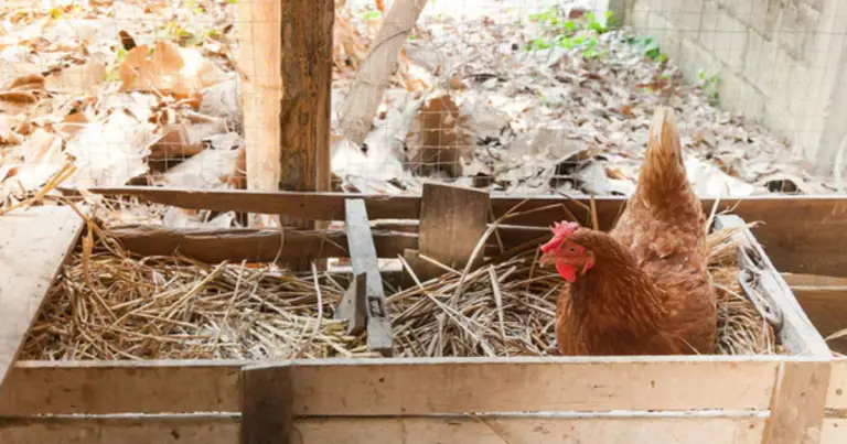 Gallinero sostenible y funcional para el bienestar de las gallinas