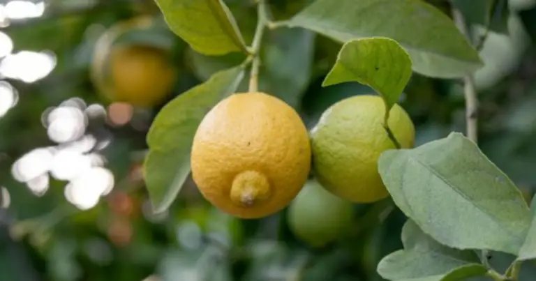 Cómo cultivar un limonero en maceta: etapas de crecimiento y cuidados esenciales