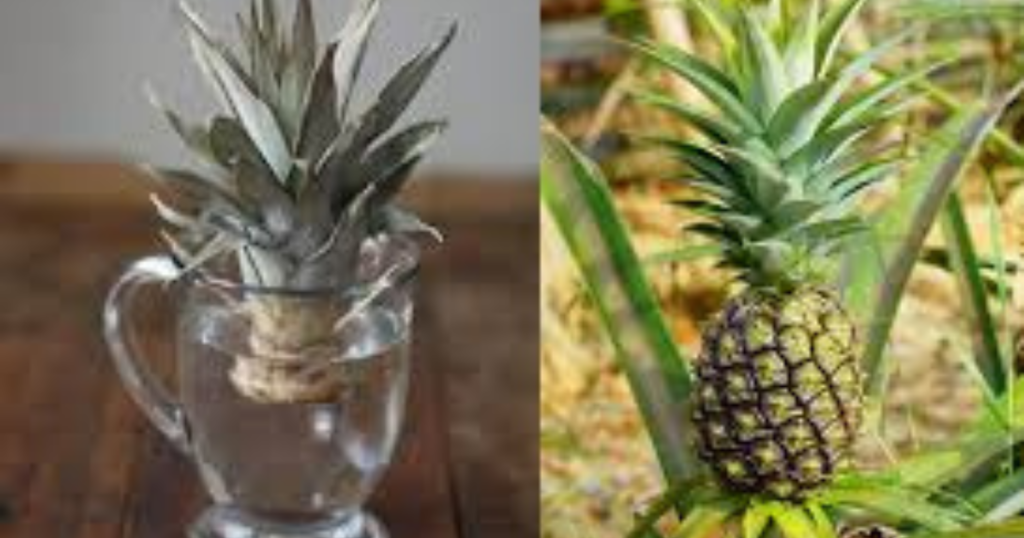 Cómo propagar una piña a partir del tallo paso a paso en casa ...