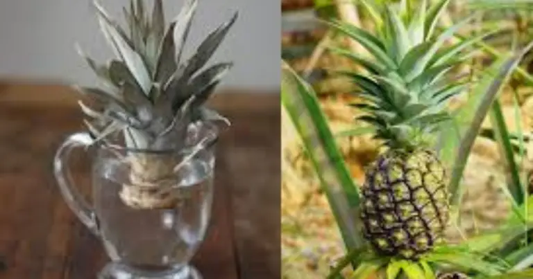 Cómo propagar una piña a partir del tallo paso a paso en casa
