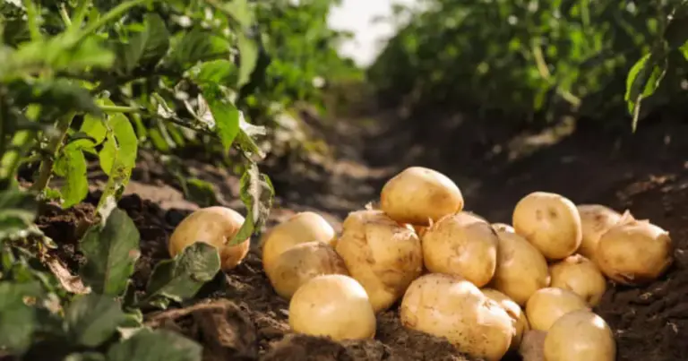 Cómo cultivar papas en paja: método práctico y sostenible para espacios pequeños