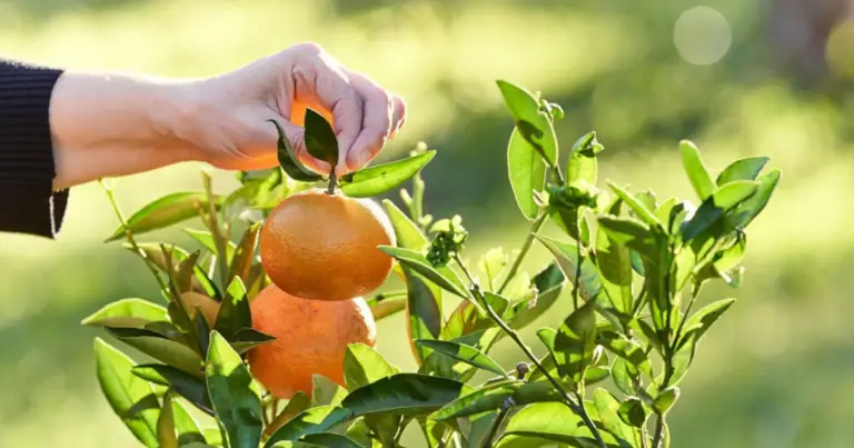 Cómo cultivar un árbol de mandarina en casa: guía completa desde la semilla hasta la cosecha