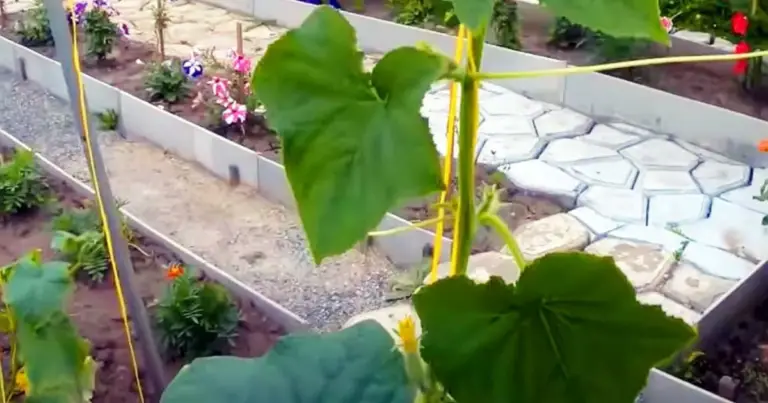 Ideas creativas de espalderas para pepinos que garantizan una cosecha abundante