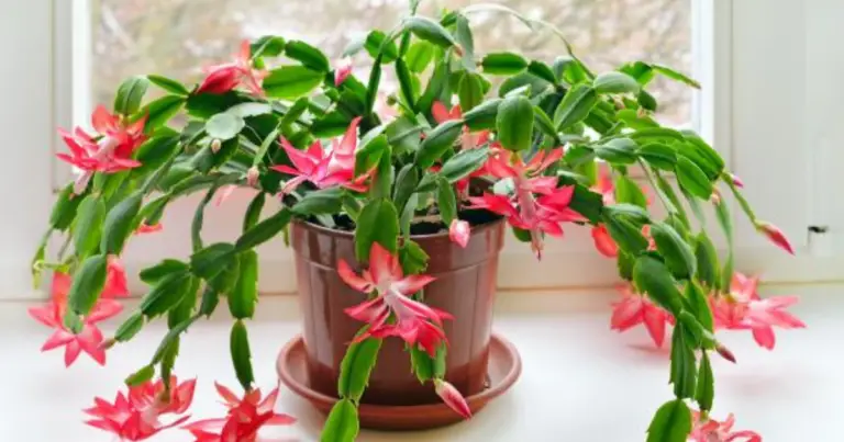Cultivo y reproducción del cactus de Navidad: guía completa para Schlumbergera
