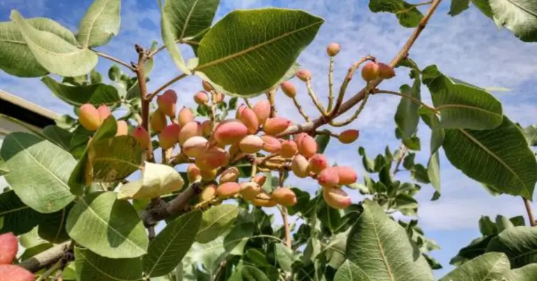 Cómo cultivar pistachos desde semillas: guía completa para lograr una planta sana en casa