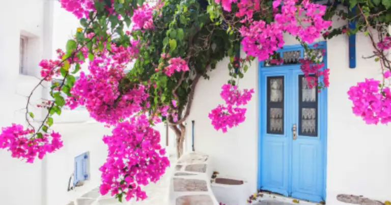 El secreto para que la buganvilla florezca todo el año en maceta o jardín