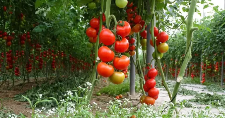 Cómo aplicar abono granulado en tomates en maceta para lograr plantas sanas y productivas