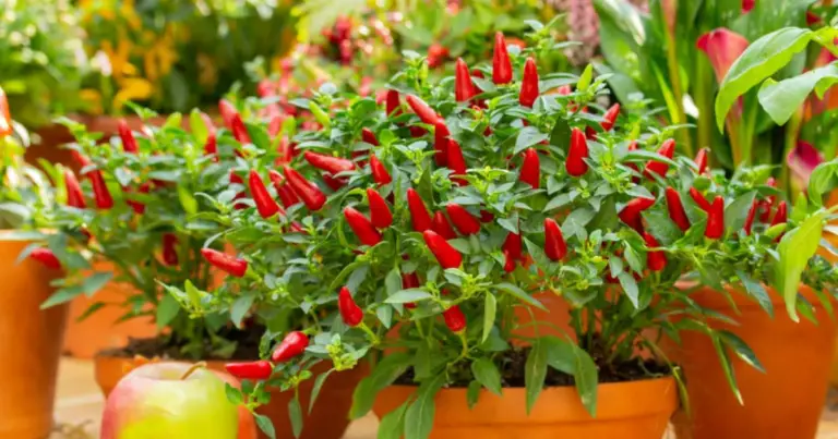 Hojas de pimiento: beneficios, usos culinarios y cómo aprovecharlas de forma segura