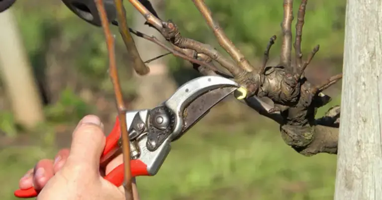 Cómo podar un albaricoquero correctamente para mejorar la cosecha y la salud del árbol