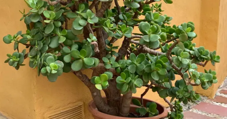 Fertilizante casero para Crassula: cómo nutrir la Árbol de la Felicidad de forma segura y eficaz