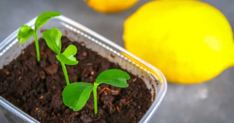 Cómo cultivar un limonero en casa paso a paso: de la semilla a los frutos