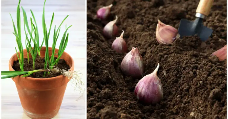 Cómo cultivar ajo en casa paso a paso: guía completa para principiantes