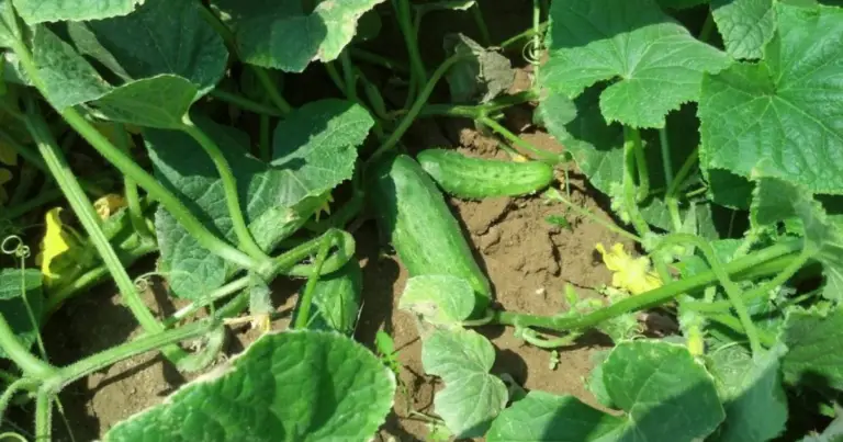 Cultivo de pepinos en patrón de espina de pescado: cómo aprovechar el espacio y aumentar la cosecha