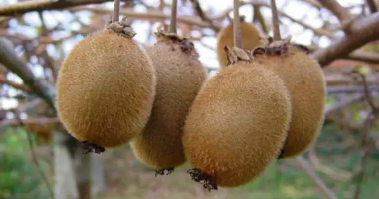 Cómo cultivar kiwi en casa: guía práctica para obtener frutos dulces en tu jardín