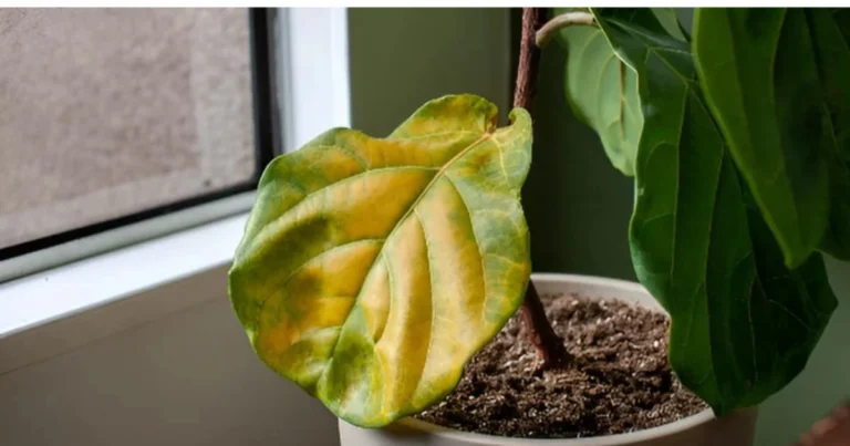 Problemas comunes en plantas de interior: cómo identificar señales en las hojas y solucionarlas