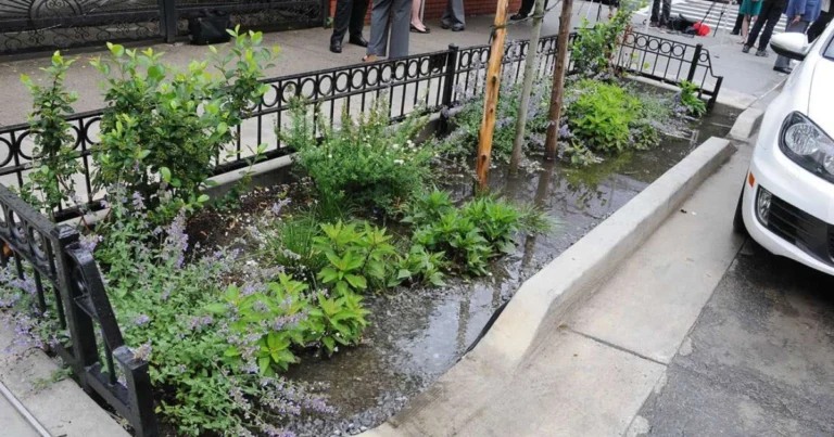 Jardines de lluvia en la acera: una solución natural para ciudades más verdes y resilientes