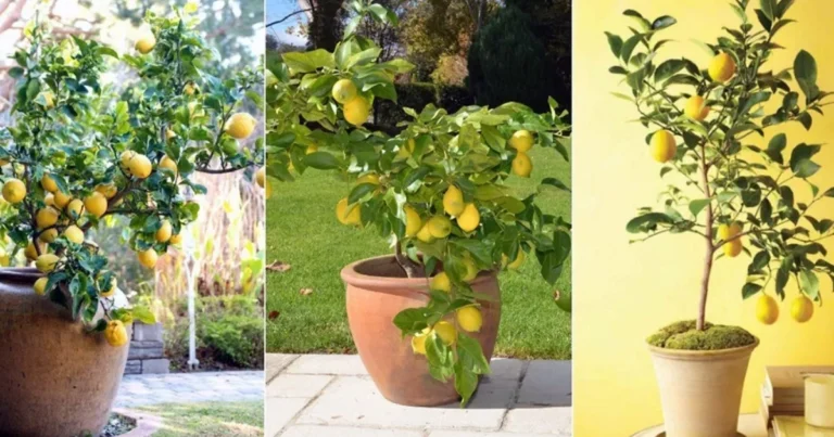 Árboles frutales en maceta: cómo cultivar fruta en terrazas y espacios pequeños