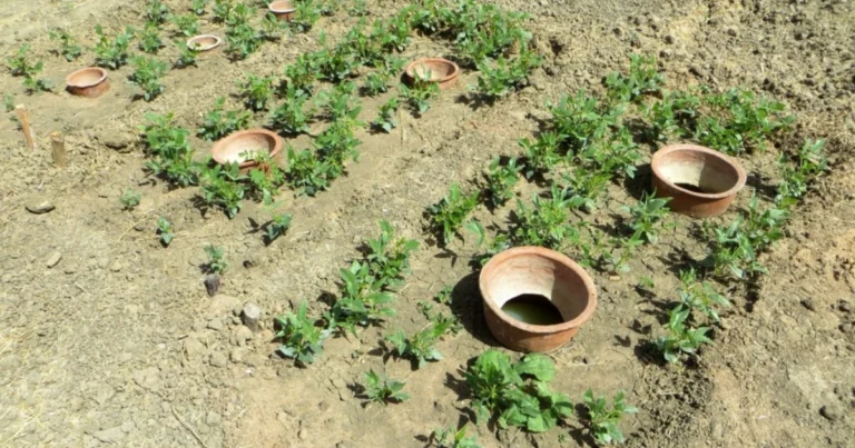 Riego con olla de barro: cómo funciona y por qué ahorra hasta un 70% de agua