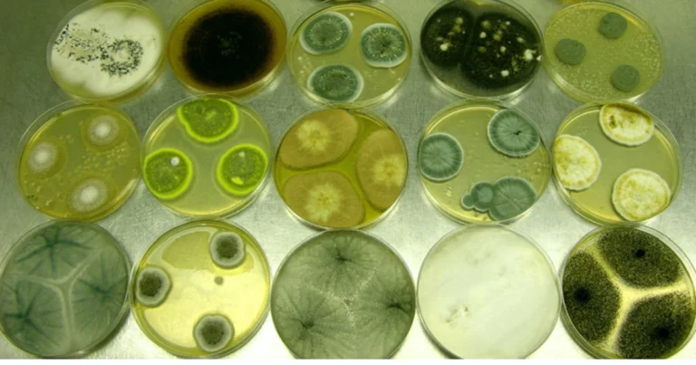 Diferencias entre rot, decay, spoil y mold: guía fácil para no confundirte