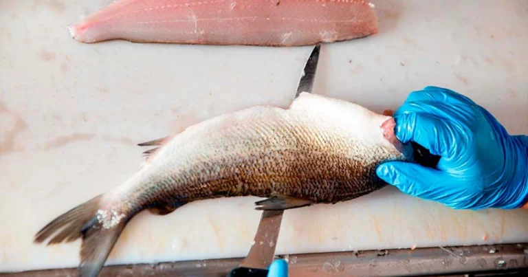 Cortes de pescado: guía completa para elegir el mejor según tu receta