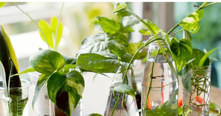 Hojas ideales para propagar plantas: guía práctica para multiplicar tus favoritas