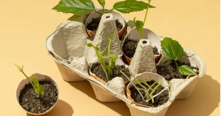 Mini invernadero casero con cartón de huevos: cómo iniciar tu huerto urbano fácilmente