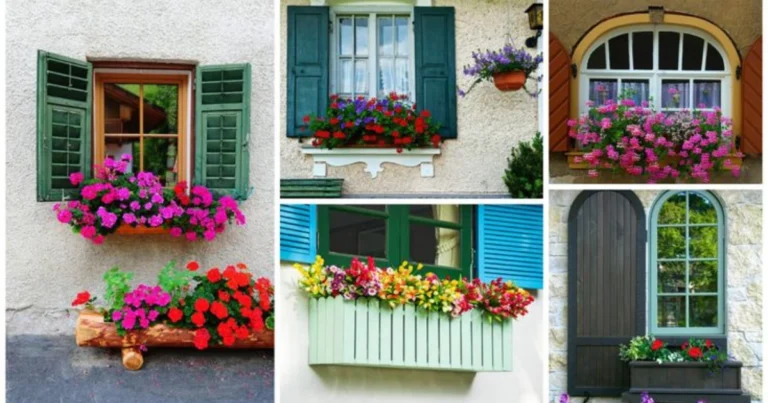 Combinaciones de flores para jardineras de ventana: ideas armoniosas y fáciles de mantener
