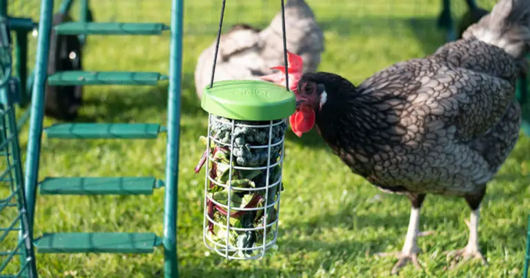 Juegos naturales para gallinas felices: bienestar, actividad y mejor producción