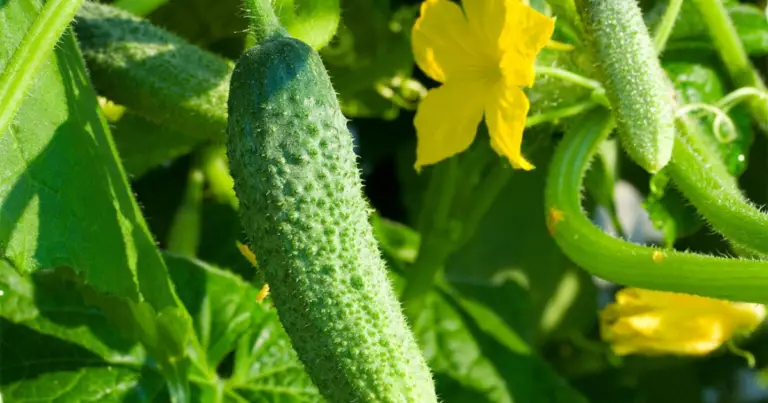 Cultivo creativo de pepinos: técnicas prácticas para jardineros apasionados