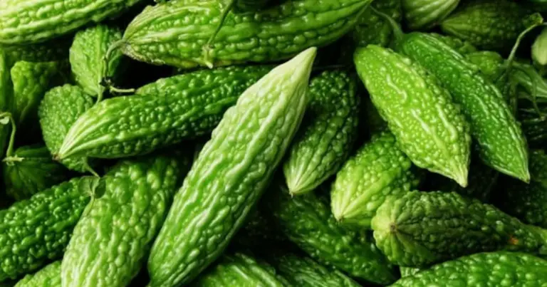 Cultivar melón amargo con jardinería vertical: guía completa para huertos pequeños y productivos