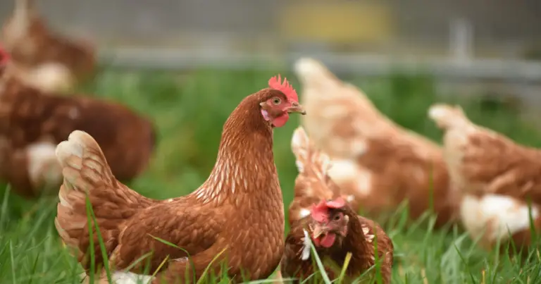 Criar gallinas en casa: guía completa para una vida más sostenible y autosuficiente
