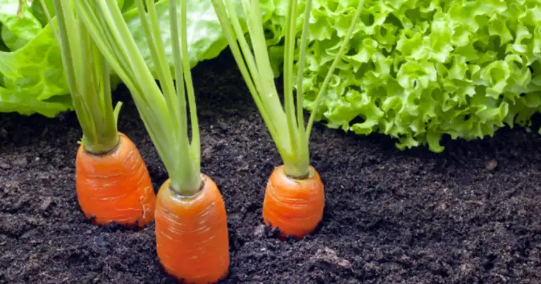Cómo cultivar zanahorias en recipientes y lograr cosechas abundantes en espacios pequeños