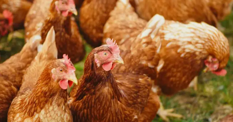 Cómo diseñar una granja de gallinas saludable, organizada y productiva