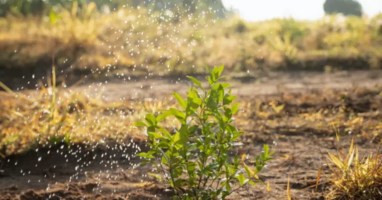 Ventajas de las camas de cultivo elevadas para un huerto más productivo