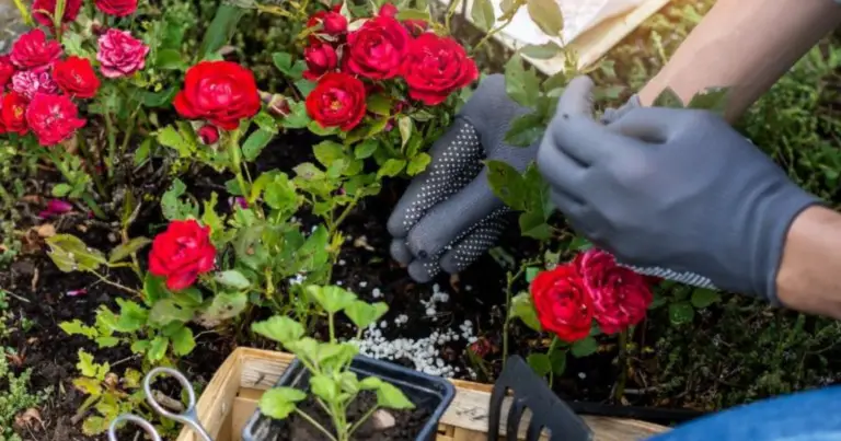 Cómo cultivar rosas en casa paso a paso: guía práctica para principiantes