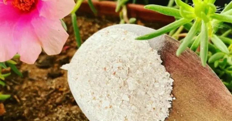 Abonos naturales para el jardín: recetas caseras para nutrir tus plantas de forma sostenible