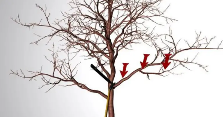 Cómo podar un manzano correctamente para una cosecha saludable y productiva