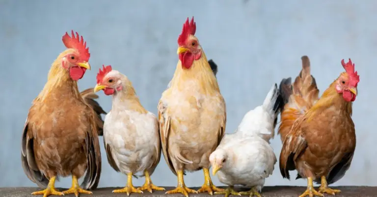 Razas de gallinas ponedoras: guía completa según su producción anual de huevos
