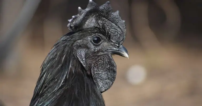 Gallina negra: características, curiosidades y cuidados de una raza exótica