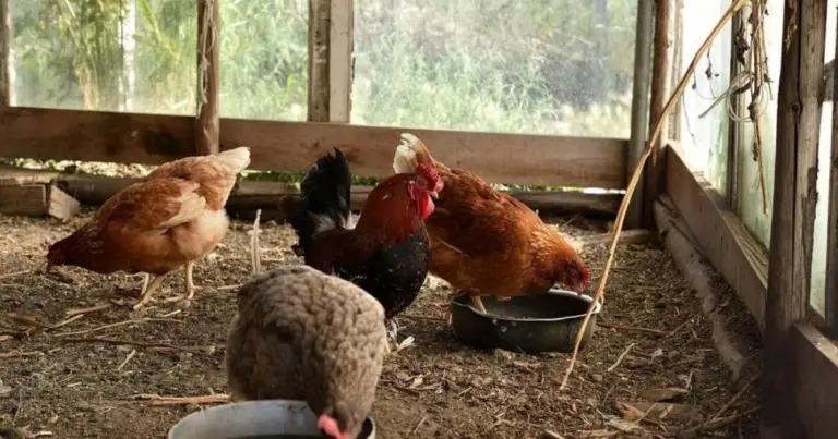 Cada cuánto limpiar un gallinero: guía completa para mantener gallinas sanas y productivas