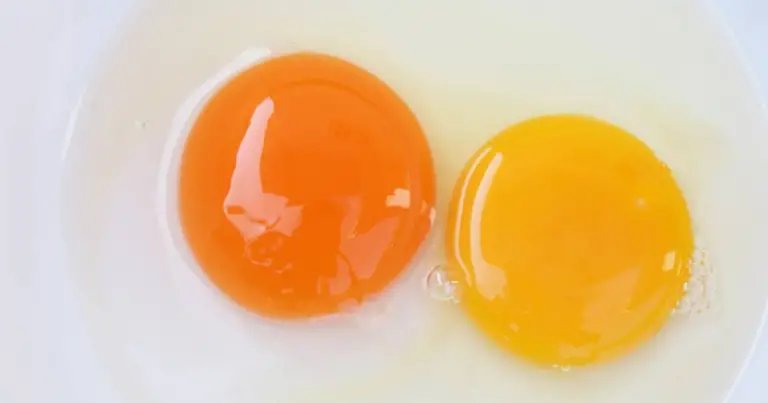 Color de la yema del huevo: qué indica sobre la alimentación y el bienestar de la gallina