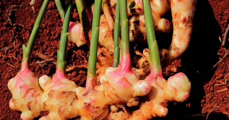 Cómo cultivar jengibre en casa: guía completa desde la siembra hasta la cosecha