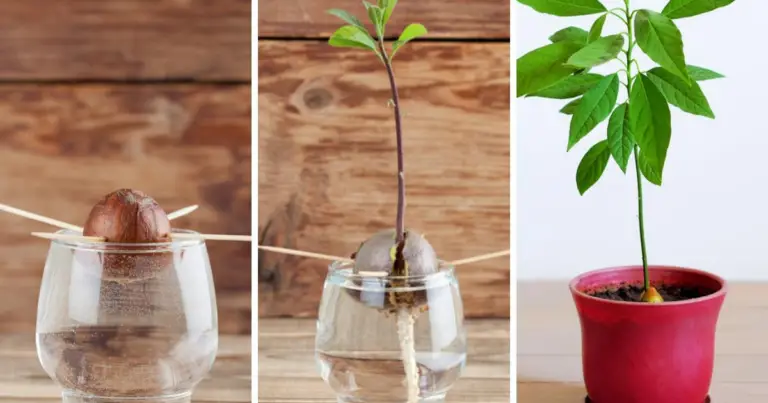Cómo cultivar un aguacate en casa paso a paso