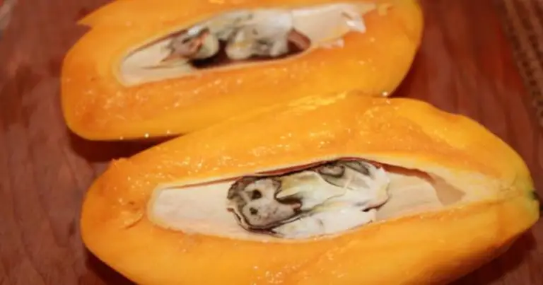 Cómo cultivar un mango desde semilla en casa paso a paso